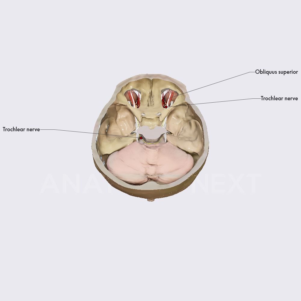Trochlear nerve (CN IV)